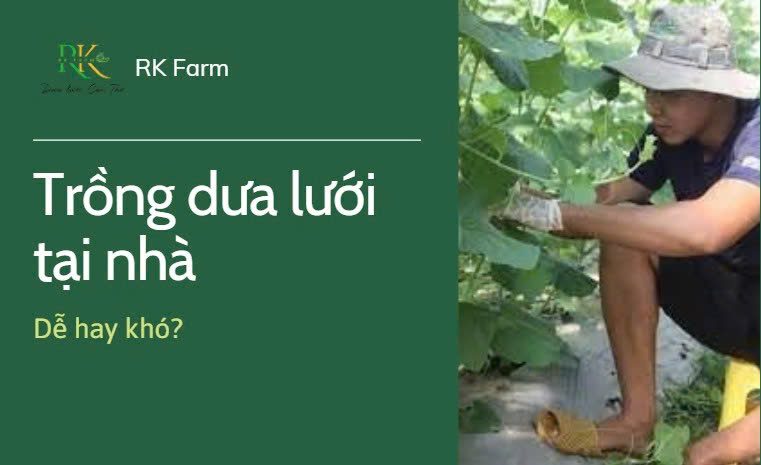 Trong-dua-luoi-tai-nha-de-hay-kho-bi-quyet-tu-chuyen-gia