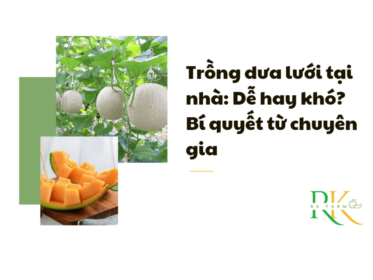 Trong-dua-luoi-tai-nha-de-hay-kho-bi-quyet-tu-chuyen-gia