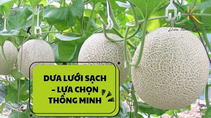 Dưa-lưới-sạch-lựa-chọn-thông-minh