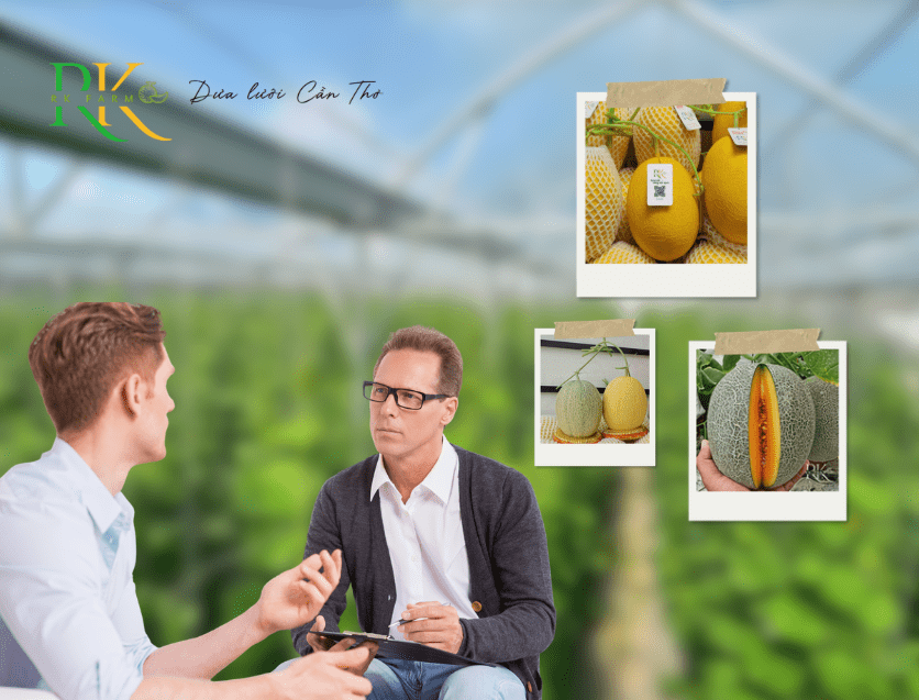 Cáchchọn và thưởng thức dưa lưới