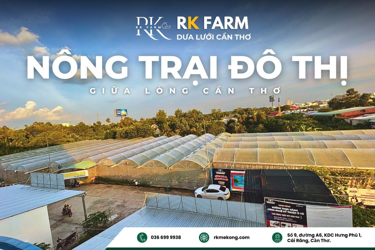 Quy trình chăm sóc tại RK Farm