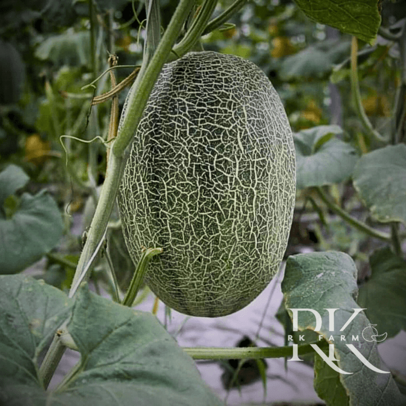 Dưa lưới Thanh Loan