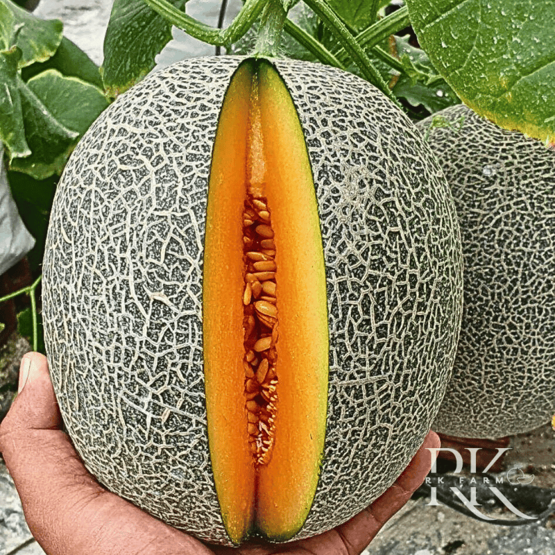 Dưa lưới đế mật