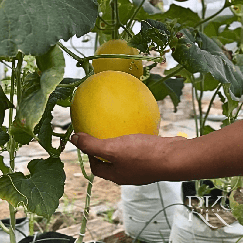 Dưa lê