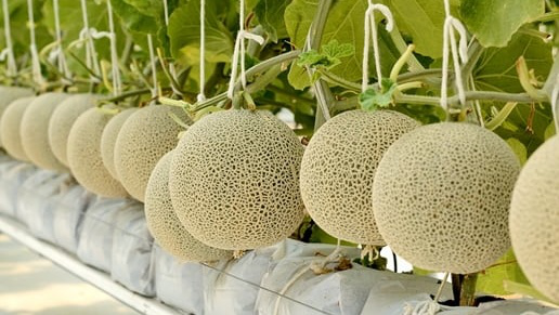 Dưa lưới và dưa lê – Loại nào tốt hơn cho sức khỏe?<br />