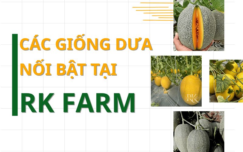 Các giống dưa lưới