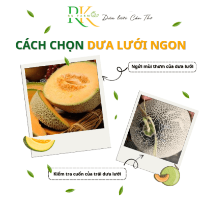 Bật Mí Cách Chọn Dưa Lưới Ngon – Ngọt, Giòn, Tươi Chuẩn Vị 2025