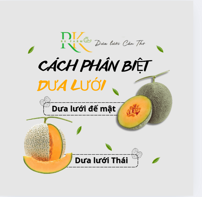 Cách phân biệt dưa lưới đế mật và dưa lưới Thái để tránh nhầm lẫn khi mua hàng 2025
