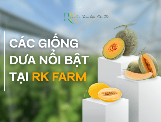 Các giống dưa lưới nổi bật