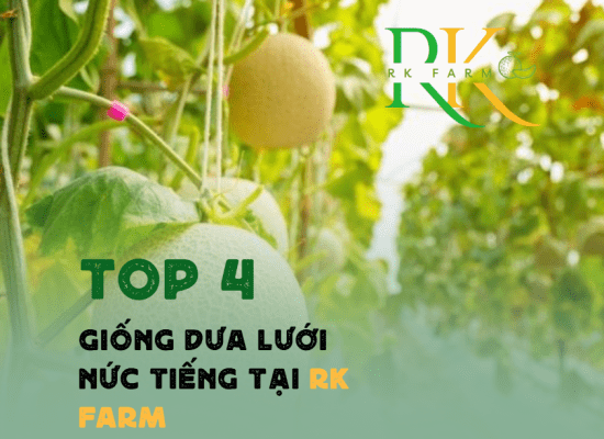4 Giống dưa lưới tại RK Farm