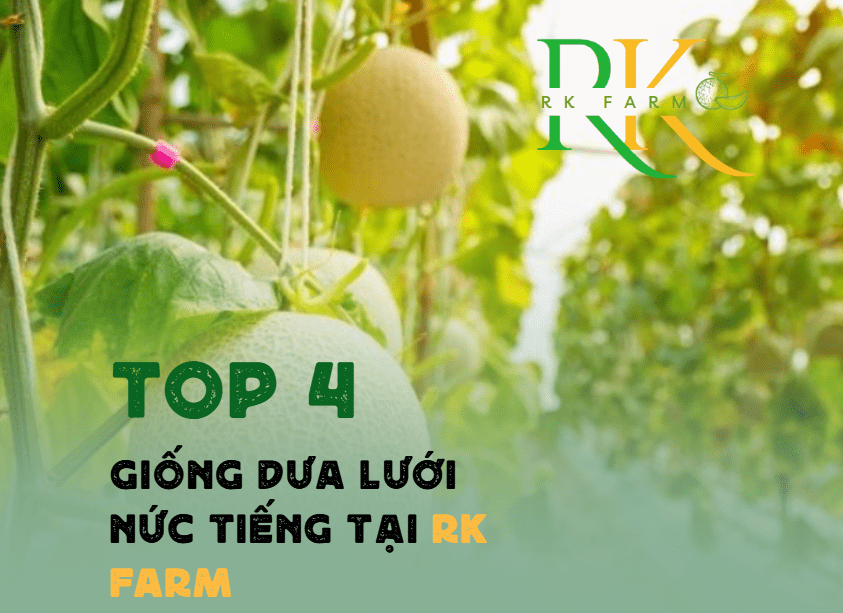 4 Giống dưa lưới tại RK Farm