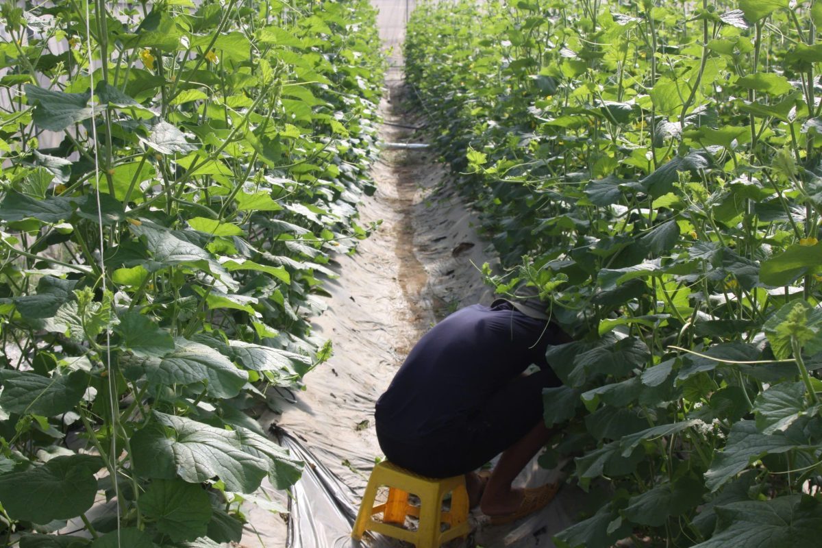 RK Farm "đổ bộ" TP.HCM: Dưa lưới VietGAP ngon - sạch - ngọt