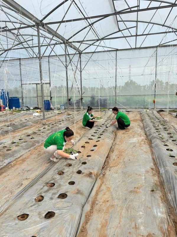 Quy trình chăm sóc tại RK Farm